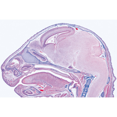 Embryologie du porc (Sus scrofa). Fransızca (10'lu), 1003957 [W13029F], Fransizca