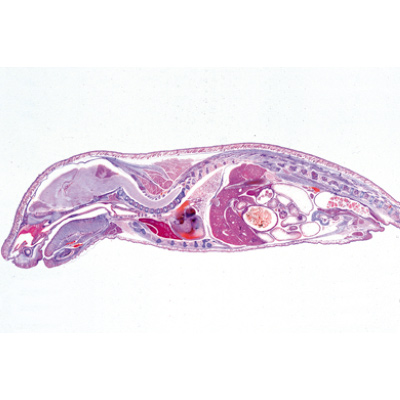 Embryologie du porc (Sus scrofa) - Portugais, 1003958 [W13029P], Lames microscopiques Portugais