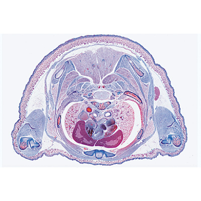 Pig Embryology (Sus scrofa) - Portuguese Slides, 1003958 [W13029P], 显微镜载玻片