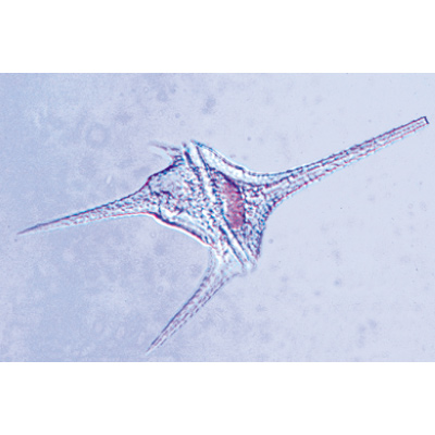 原生动物, 1003960 [W13030], 显微镜载玻片