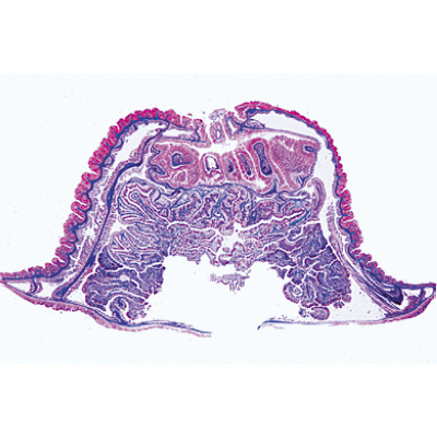 腔肠动物和海绵, 1003961 [W13031], 显微镜载玻片