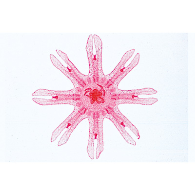 Çokgözeliler (Coelenterata) ve Süngerler (Porifera), İngilizce (10'lu), 1003961 [W13031], Mikroskop Kaydırıcılar LIEDER