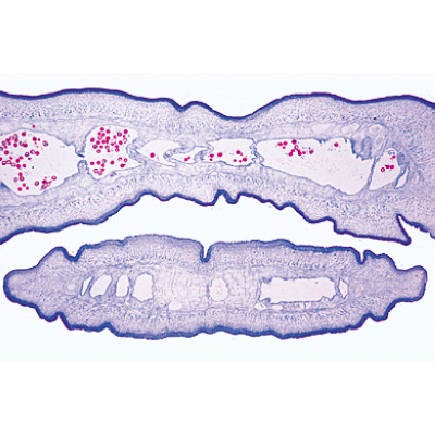 Микропрепараты «Черви-гельминты», на английскийском языке, 1003962 [W13032], Микроскопы Слайды LIEDER