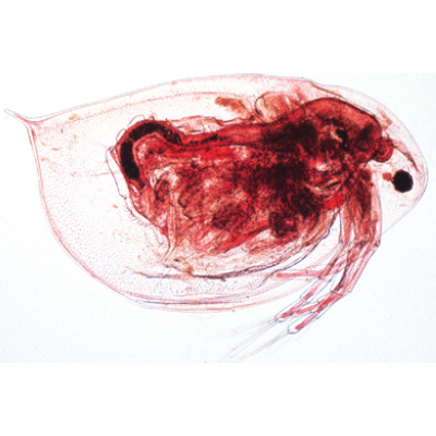 Crustac&eacute;s - Anglais, 1003963 [W13033], Lames microscopiques Anglais