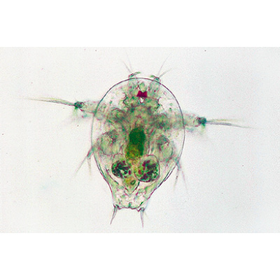 Микропрепараты «Ракообразные», на английскийском языке, 1003963 [W13033], Микроскопы Слайды LIEDER