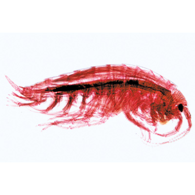Crustac&eacute;s - Anglais, 1003963 [W13033], Lames microscopiques Anglais