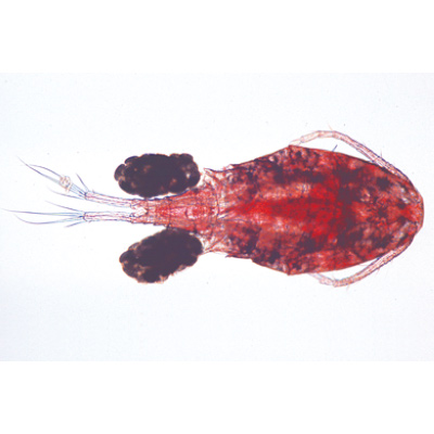 Crustacés - Anglais, 1003963 [W13033], Préparations microscopiques LIEDER