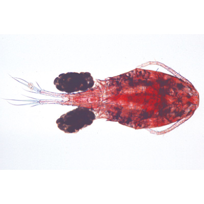 Crustac&eacute;s - Anglais, 1003963 [W13033], Lames microscopiques Anglais