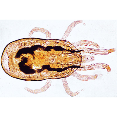Arachnoidea ve Çok Bacaklılar, İngilizce (12''li), 1003964 [W13034], Mikroskop Kaydırıcılar LIEDER