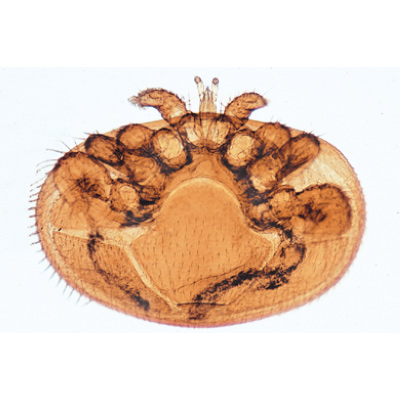 Микропрепараты «Паукообразные и многоножки», на английскийском языке, 1003964 [W13034], Английский