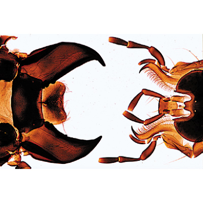 Böcekler (Insecta), İngilizce (40'lı), 1003965 [W13035], Mikroskop Kaydırıcılar LIEDER