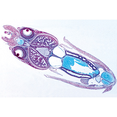 Mollusca - English Slides, 1003966 [W13036], 현미경 슬라이드 LIEDER