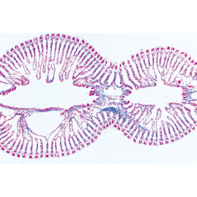 Molluschi (Mollusca), 1003966 [W13036], Micropreparati LIEDER