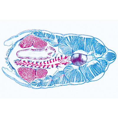 头索动物亚门（无头类）, 1003968 [W13038], 显微镜载玻片
