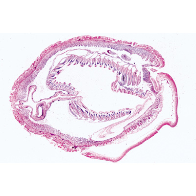 头索动物亚门（无头类）, 1003968 [W13038], 显微镜载玻片