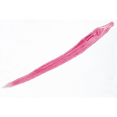 Cefalocordados (Acrania) - ingl&eacute;s, 1003968 [W13038], Ingl&eacute;s