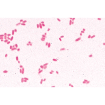 Bactérias Jogo Básico - Inglês, 1003969 [W13040], Preparados para microscopia LIEDER