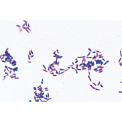 Série de base de bactéries - Anglais, 1003969 [W13040], Préparations microscopiques LIEDER