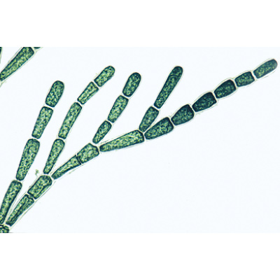 藻类, 1003970 [W13041], 显微镜载玻片
