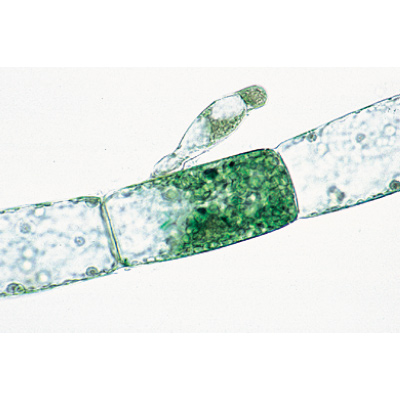 Alg, İngilizce (30'lu), 1003970 [W13041], Mikroskop Kaydırıcılar LIEDER