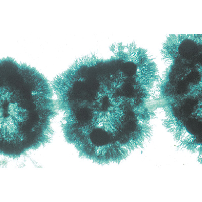 藻类, 1003970 [W13041], 显微镜载玻片