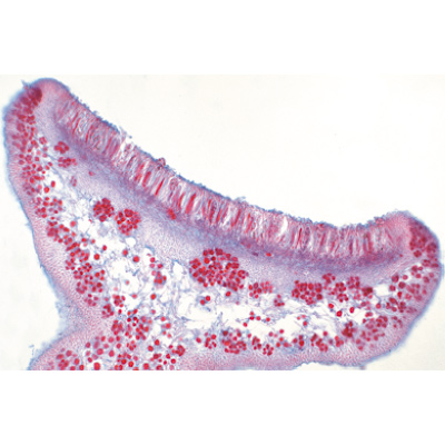 真菌和地衣, 1003971 [W13042], 显微镜载玻片