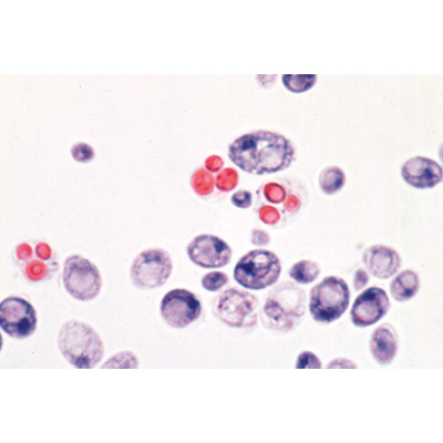 Champignons et lichens - Anglais, 1003971 [W13042], Lames microscopiques Anglais