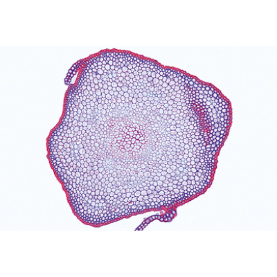 Bryophyta (Ciğerotu ve Yosunlar), İngilizce (15'li), 1003972 [W13043], Mikroskop Kaydırıcılar LIEDER