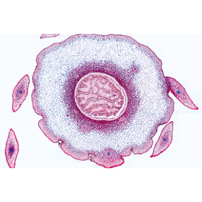 Pteridophytes (foug&egrave;res et alli&eacute;s) - Anglais, 1003973 [W13044], Lames microscopiques Anglais