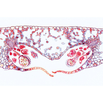 苔藓植物门（苔类和藓类植物）, 1003973 [W13044], 显微镜载玻片