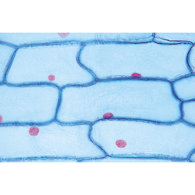Angiospermas, Células e tecidos - Inglês, 1003975 [W13046], Preparados para microscopia LIEDER
