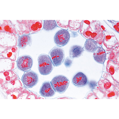 Angiospermes, cellules et tissus - Anglais, 1003975 [W13046], Préparations microscopiques LIEDER