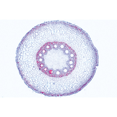 Angiospermae III. Kökler, İngilizce (15'li), 1003976 [W13047], Ingilizce