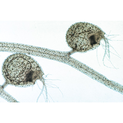 Angiospermes, feuilles - Anglais, 1003978 [W13049], Préparations microscopiques LIEDER