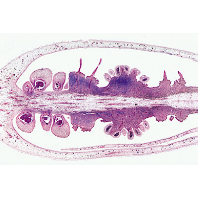 Микропрепараты «Покрытосеменные VI. Цветки», на английскийском языке, 1003979 [W13050], Микроскопы Слайды LIEDER