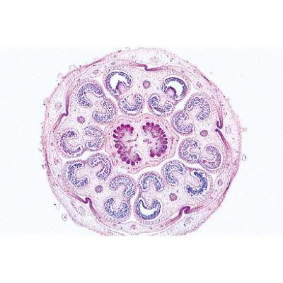 Angiospermes, fleurs - Anglais, 1003979 [W13050], Préparations microscopiques LIEDER