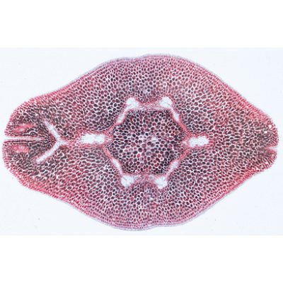 Angiospermae VII. Meyve ve Çekirdekler, İngilizce (15'li), 1003980 [W13051], Mikroskop Kaydırıcılar LIEDER