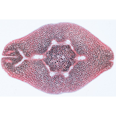 Angiospermes, fruits et graines - Anglais, 1003980 [W13051], Lames microscopiques Anglais