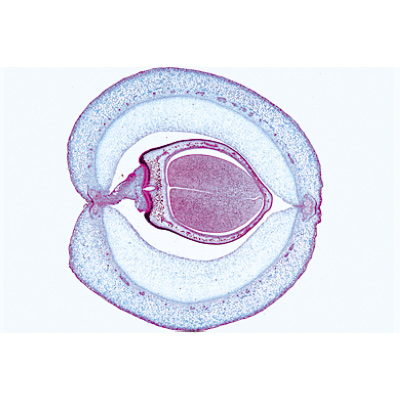 被子植物VII. 果实和种子, 1003980 [W13051], 显微镜载玻片