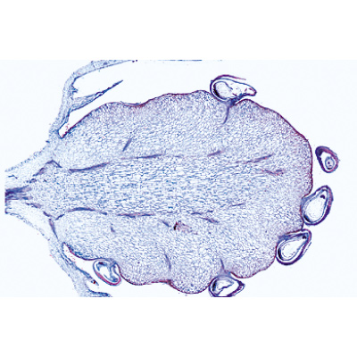 Angiospermes, fruits et graines - Anglais, 1003980 [W13051], Lames microscopiques Anglais
