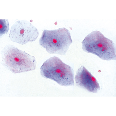 Hayvan Hücresi (12'li), 1003981 [W13052], Mikroskop Kaydırıcılar LIEDER