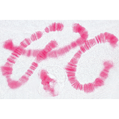 Set of Genetic Slides - English Slides, 1003983 [W13054], Microscope Slides LIEDER