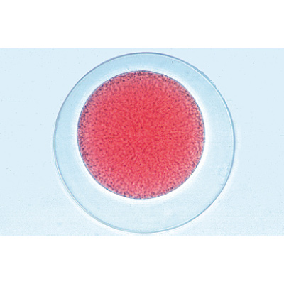 Embryologie de l&rsquo;oursin de mer (Psammechinus miliaris) - Anglais, 1003984 [W13055], Lames microscopiques Anglais