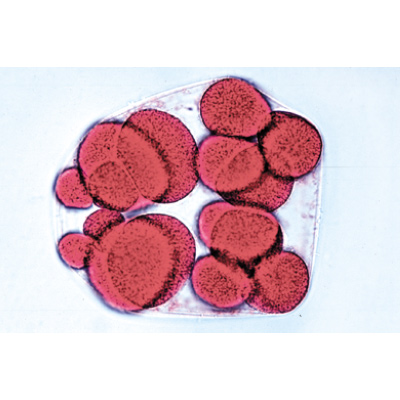 Микропрепараты «Эмбриология морского ежа», Psamm.miliaris, на английскийском языке, 1003984 [W13055], Микроскопы Слайды LIEDER