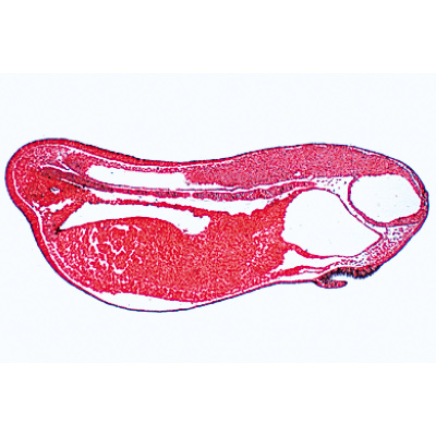 Kurbağa Embriyolojisi (Rana), İngilizce Preparat, 1003985 [W13056], Mikroskop Kaydırıcılar LIEDER