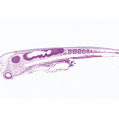Chicken embryology (Gallus domesticus) - English Slides, 1003986 [W13057], 영어