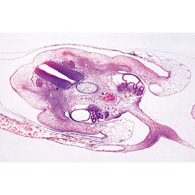 Chicken embryology (Gallus domesticus) - English Slides, 1003986 [W13057], 영어