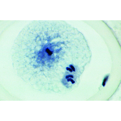 Mitoz ve Mayoz Seti I - İspanyolca, 1013470 [W13078], Mikroskop Kaydırıcılar LIEDER