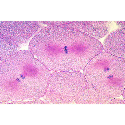 Mitosi e meiosi serie II, 5 preparati selezionati, con testo accompagnatorio completo, 1013472 [W13080], Cellula vegetale