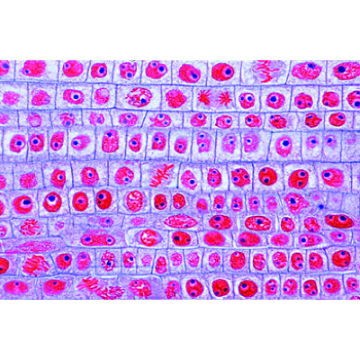 Mitosis and Meiosis Set II - Portuguese, 1013477 [W13083], Cell Divisions